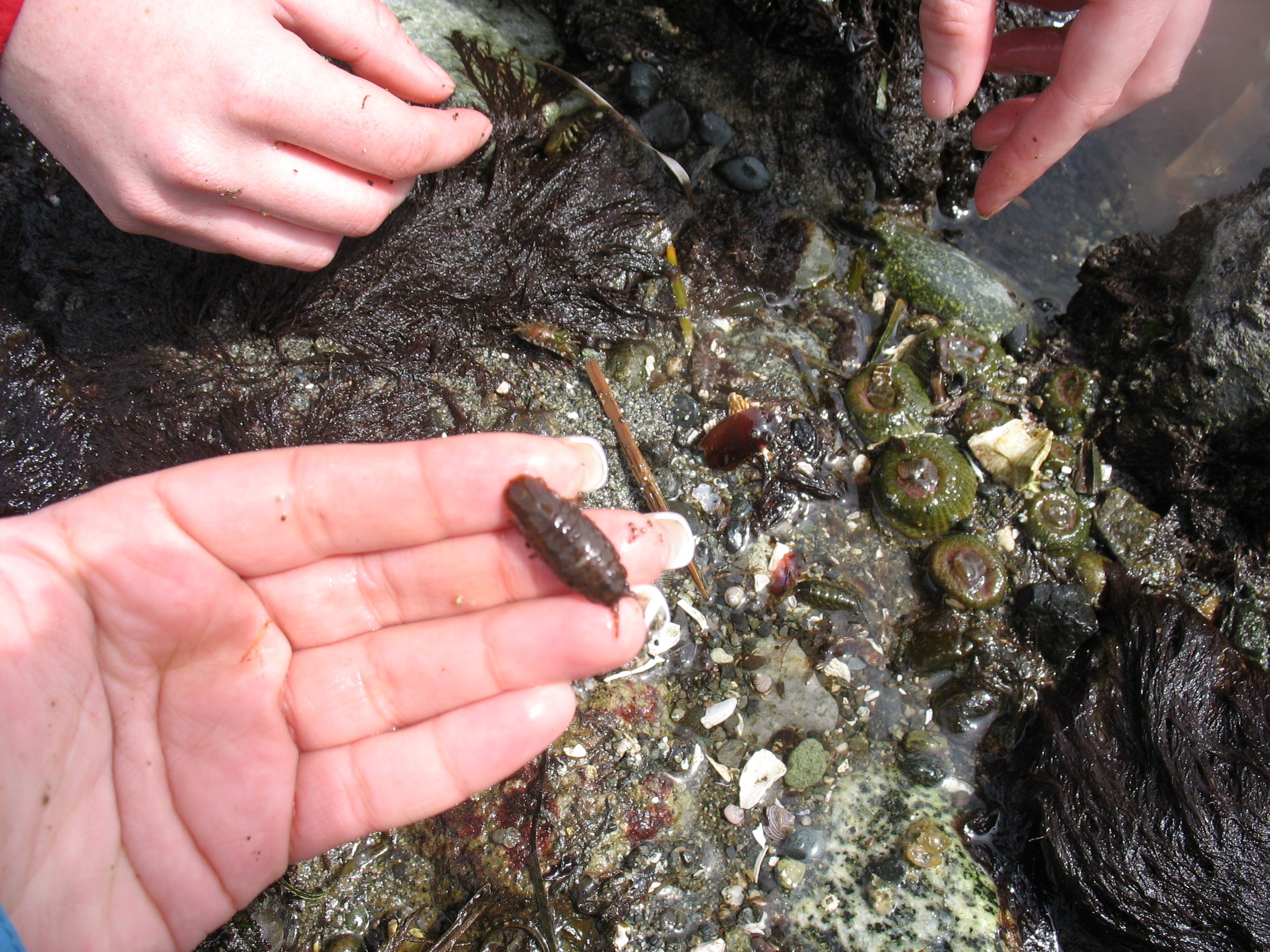 Rockweed Isopod